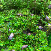 Bladder Snails | Pond Snails | Ramshorn Snails | "Pest Snails" - H2O Plants