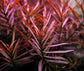 Ludwigia Arcuata - H2O Plants