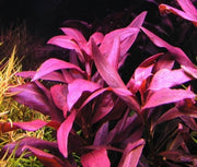 Ludwigia Glandulosa - H2O Plants