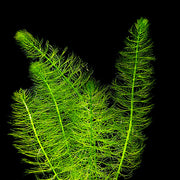 Myriophyllum scabratum