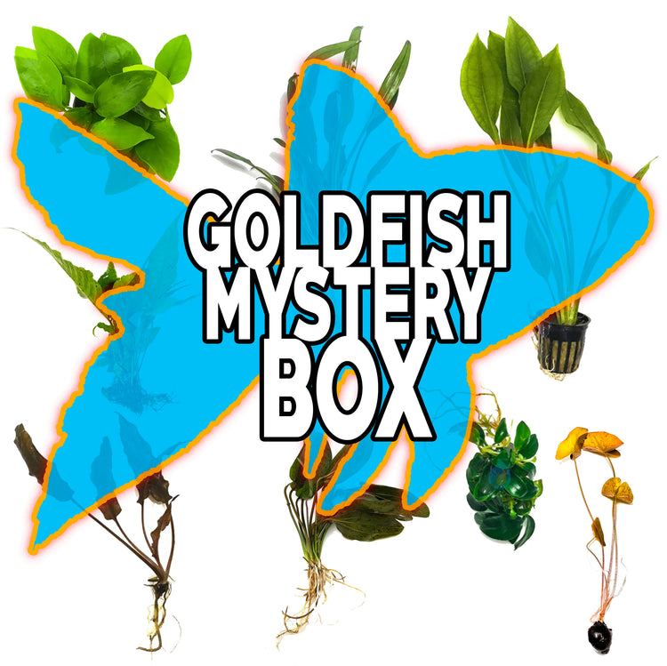 Goldfish Mystery Box Plant Package - H2O Plants