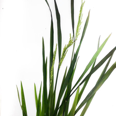 Ornamental Rice - H2O Plants