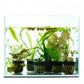 Beginner Aquarium Plant Pack
