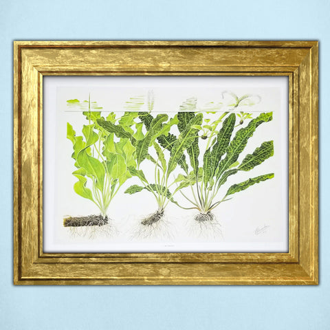 Tropica Aquatic Plant Art Poster - Aponogeton (15.7" x 11.8") - H2O Plants