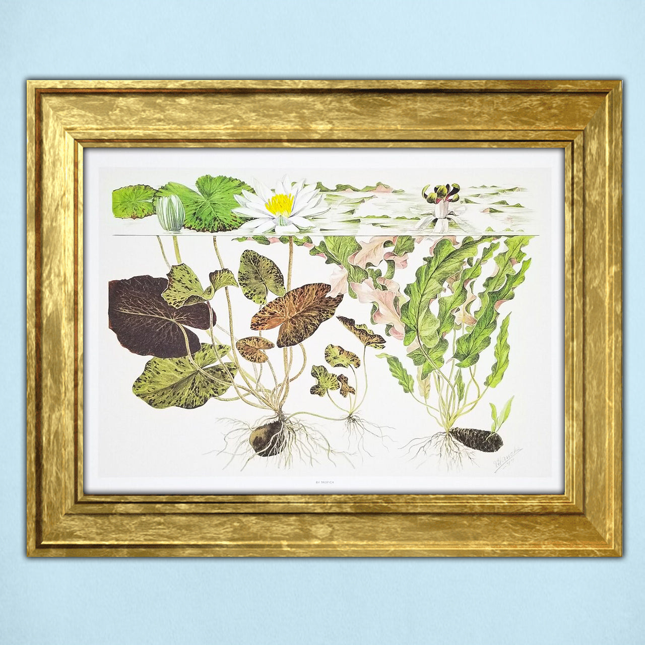 Tropica Aquatic Plant Art Poster - Nymphaea (15.7" x 11.8") - H2O Plants