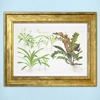 Tropica Aquatic Plant Art Poster - Sagittaria (15.7" x 11.8") - H2O Plants