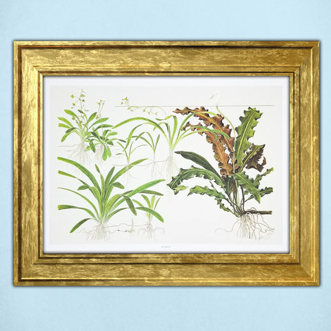 Tropica Aquatic Plant Art Poster - Sagittaria (15.7" x 11.8") - H2O Plants