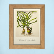 Tropica Aquatic Plant Art Cards - Set #1 - 5 Cards (7.08" x 5.11") - H2O Plants