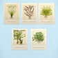 Tropica Aquatic Plant Art Cards - Set 