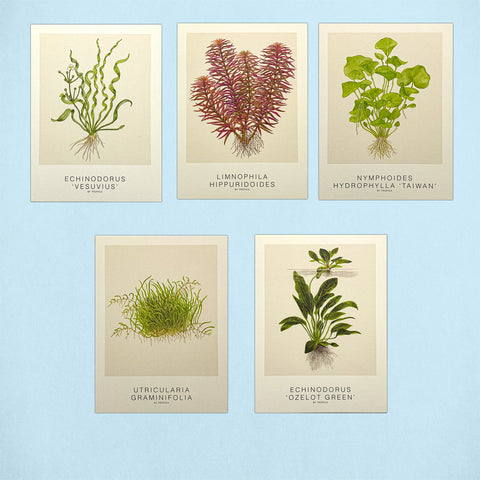 Tropica Aquatic Plant Art Cards - Set #2 - 5 Cards (7.08" x 5.11") - H2O Plants