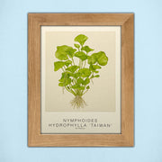 Tropica Aquatic Plant Art Cards - Set #2 - 5 Cards (7.08" x 5.11") - H2O Plants