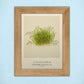 Tropica Aquatic Plant Art Cards - Set 