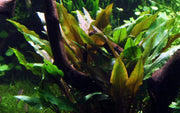 Tropica Cryptocoryne undulata 'Broad Leaves'