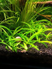Narrowleaf Sagittaria - H2O Plants