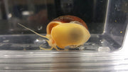 Albino Mystery Snail