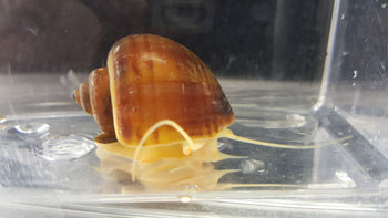 Albino Mystery Snail