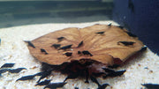 5 Black Rose Shrimp