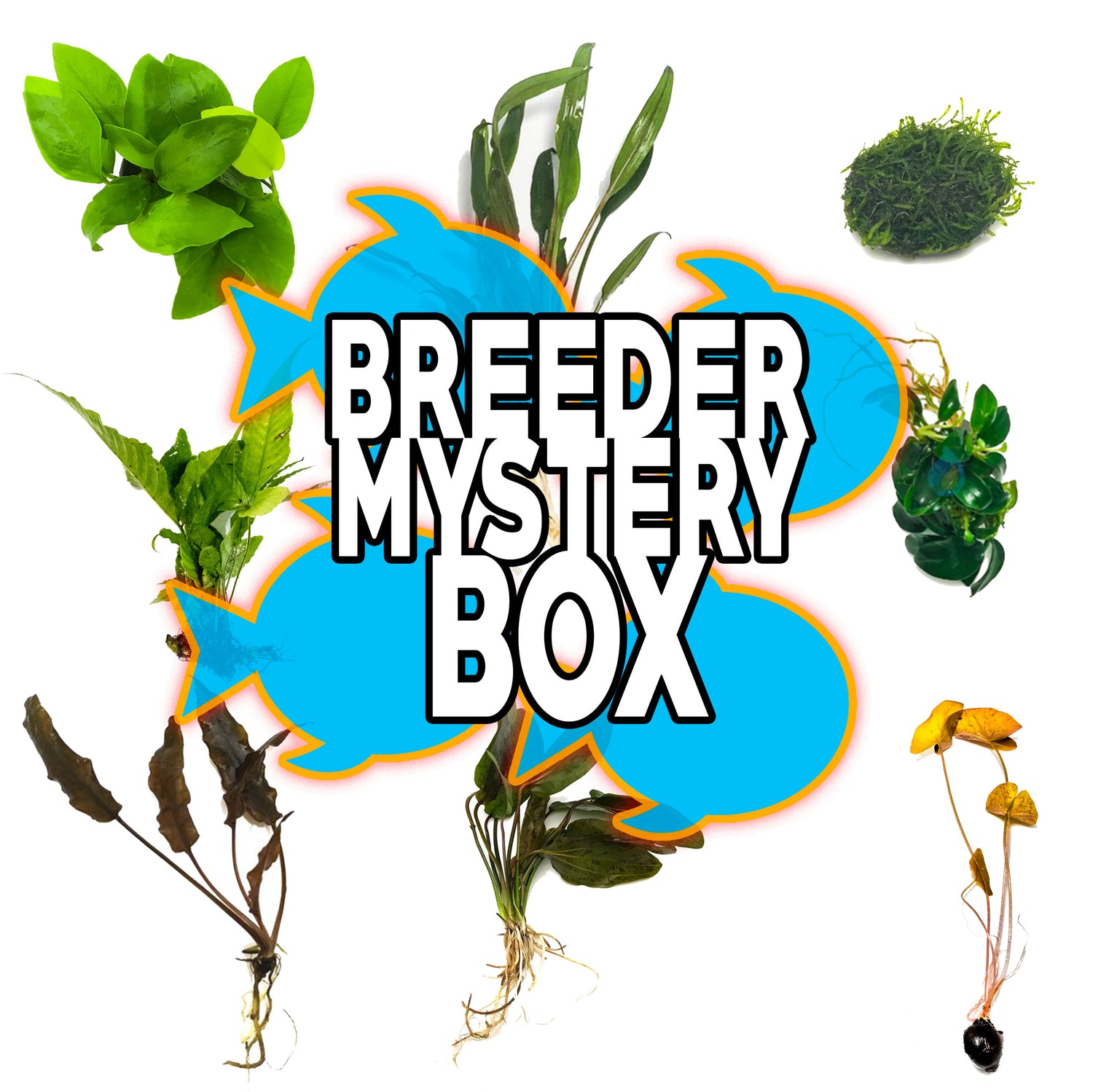 Breeder Mystery Box Plant Package - H2O Plants