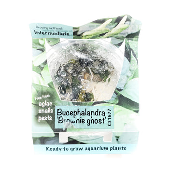 Bucephalandra 'Brownie Ghost' - H2O Plants