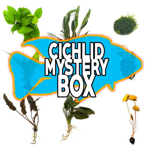 Cichlid Mystery Box Plant Package - H2O Plants