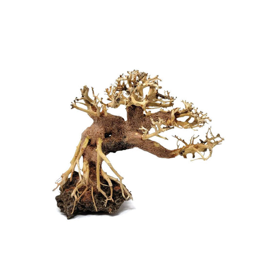 Assorted Bonsai Trees - 6 inch