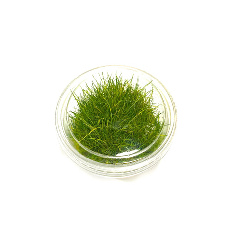 Eleocharis Acicularis 'Mini" | Dwarf Hair Grass Mini | Easy Green Carpeting Plant