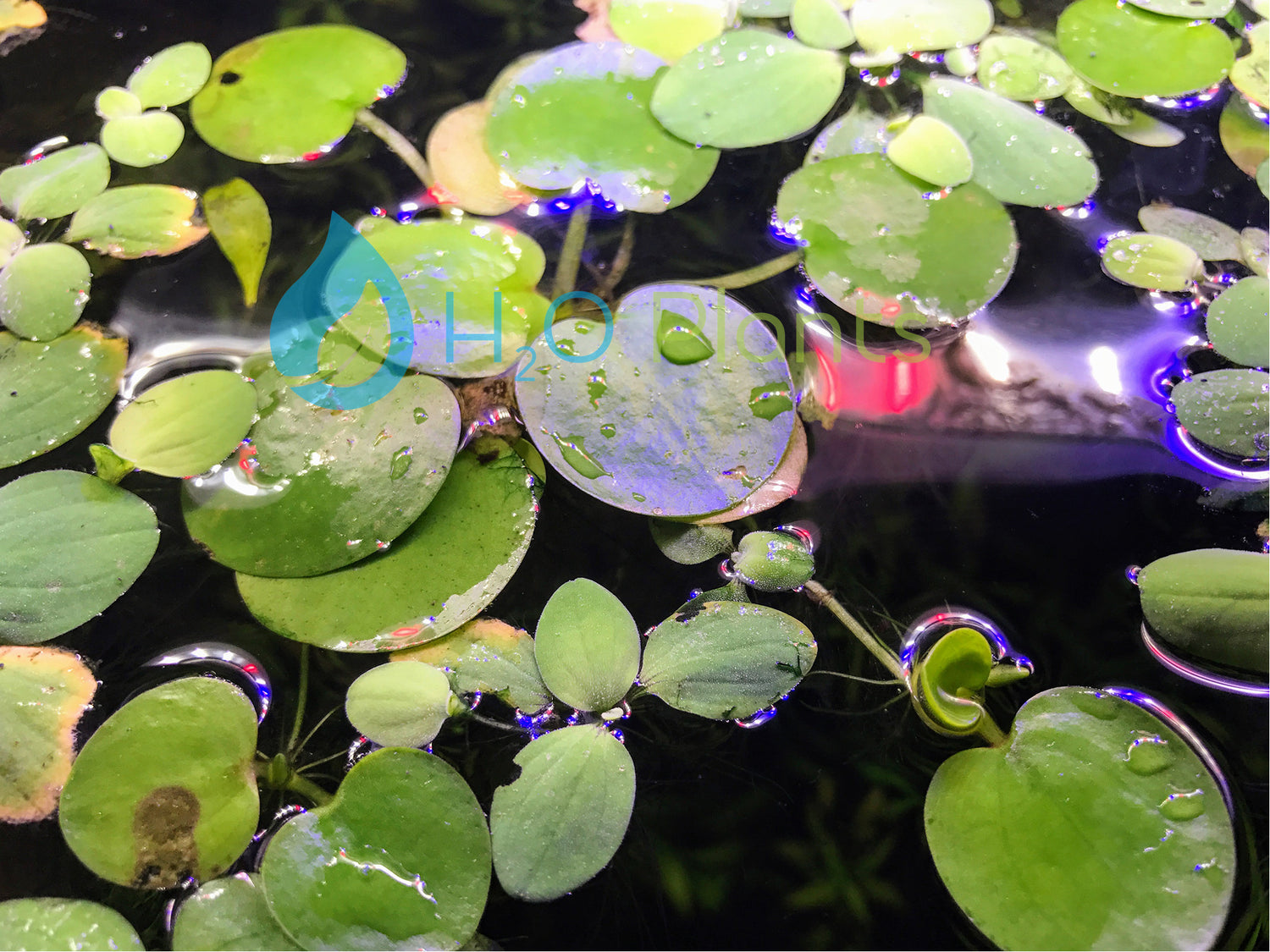 Frogbit - H2O Plants