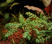 Hygrophila Pinnatifida - H2O Plants