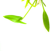 Double Flowering Arrowhead Sagittaria - H2O Plants