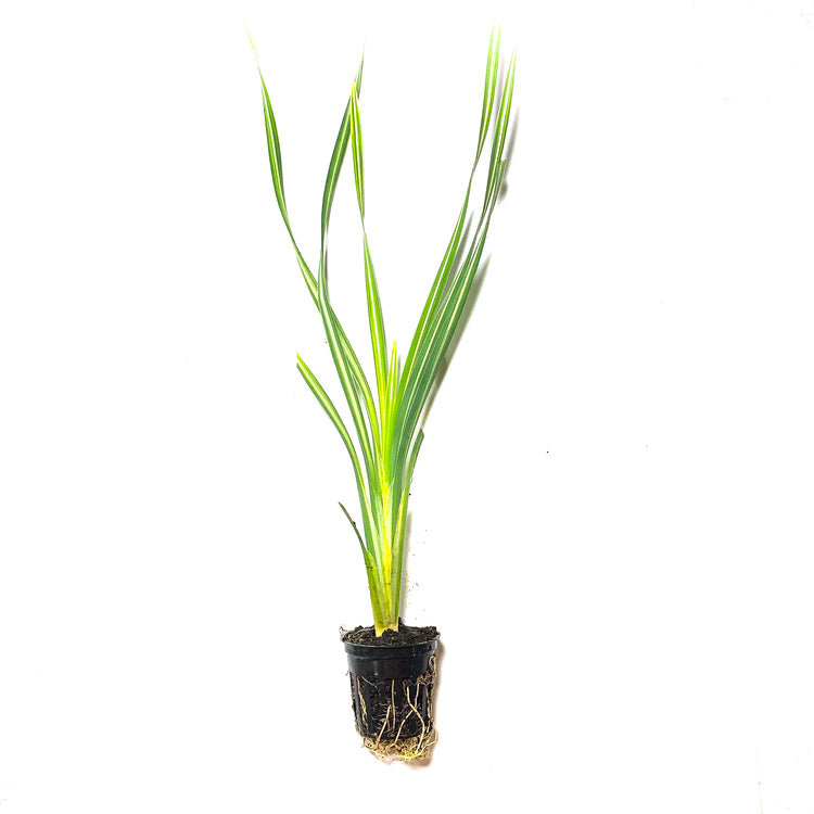Variegated Cattail - H2O Plants