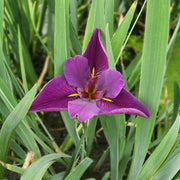 Iris Black Gamecock - H2O Plants