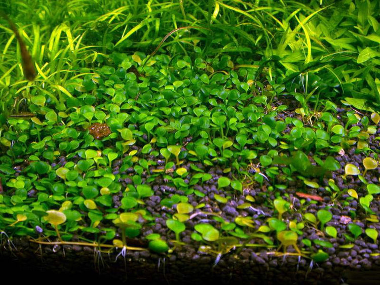 Dwarf Four Leaf Clover | Easy Carpeting Aquarium Plant - H2O Plants