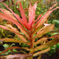 Ammannia Senegalensis - H2O Plants