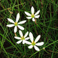 Rain Lily White - H2O Plants