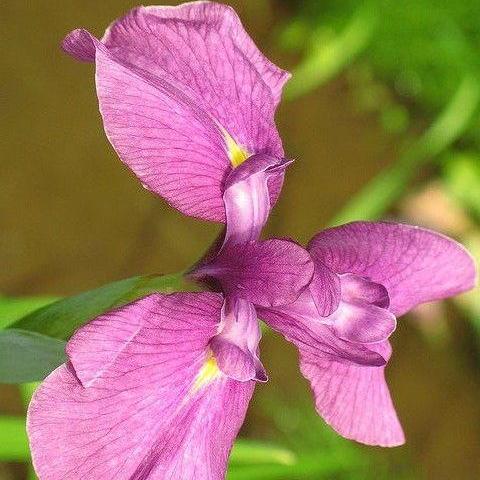 Iris Rose Queen - H2O Plants