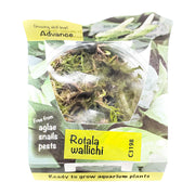 Rotala Wallichii - H2O Plants
