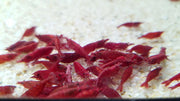 10 Red Cherry Shrimp