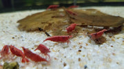 10 Red Cherry Shrimp