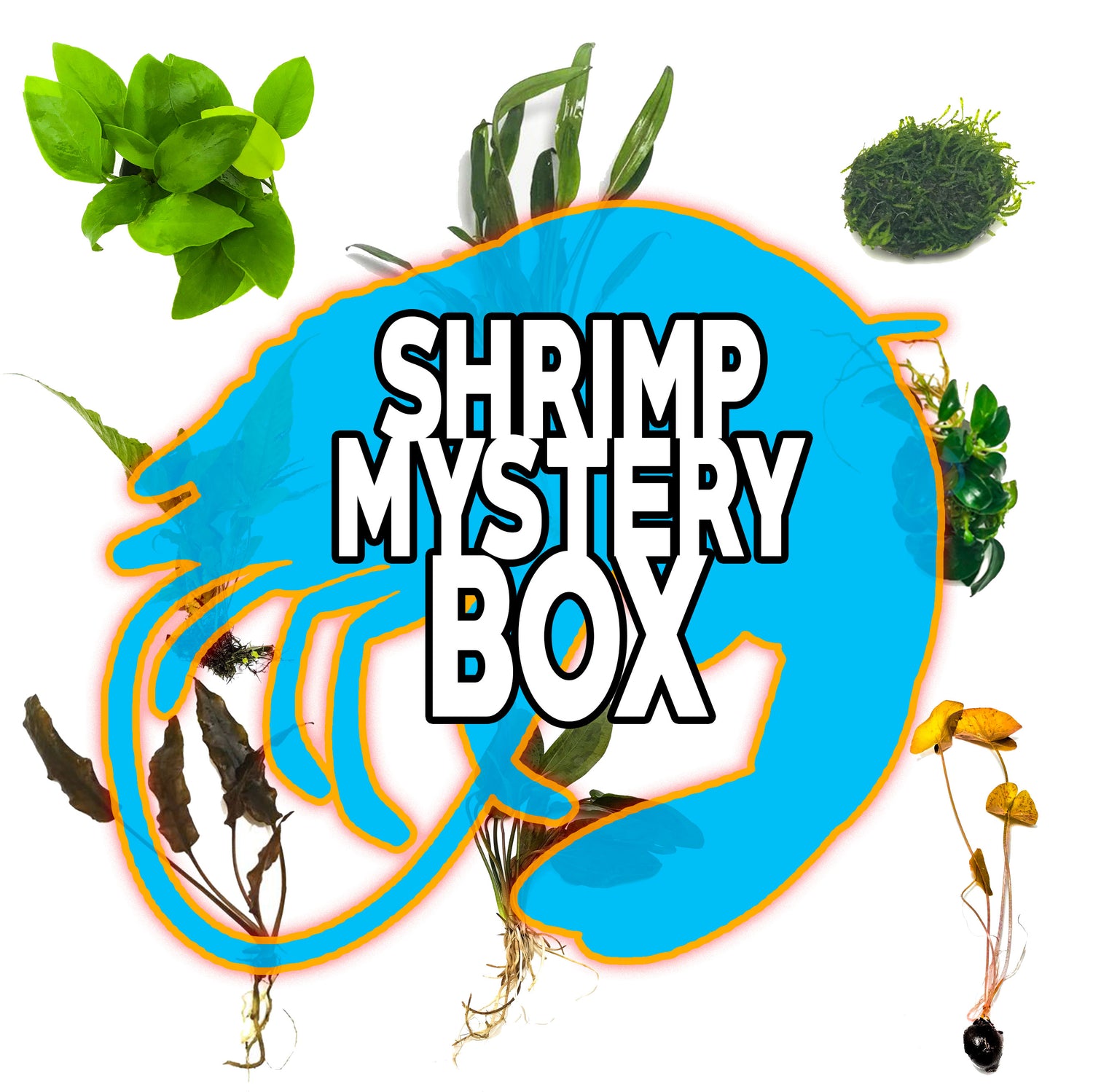 Shrimp Mystery Box Plant Package - H2O Plants